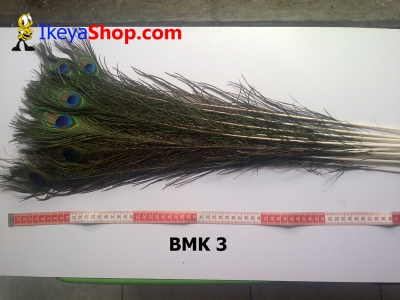 bulu merak BMK 3   feather  large2